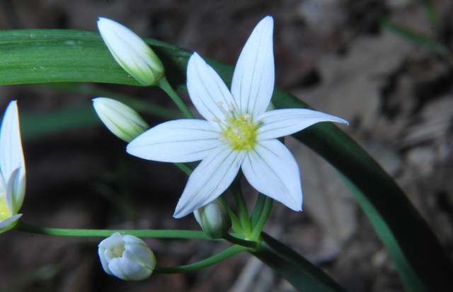 Allium pendulinum